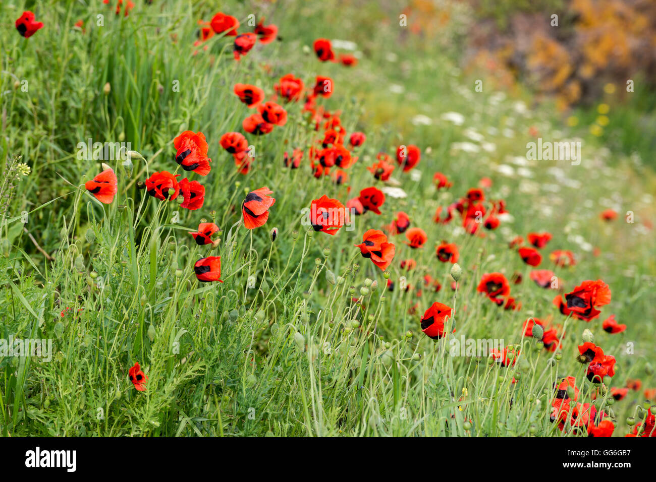 Red poppies on the bank of Sevan lake in Armenia Stock Photo