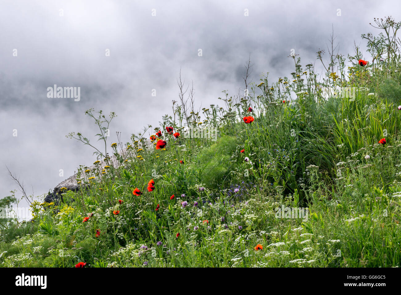 Wildflowers on the bank of Sevan lake in Armenia Stock Photo