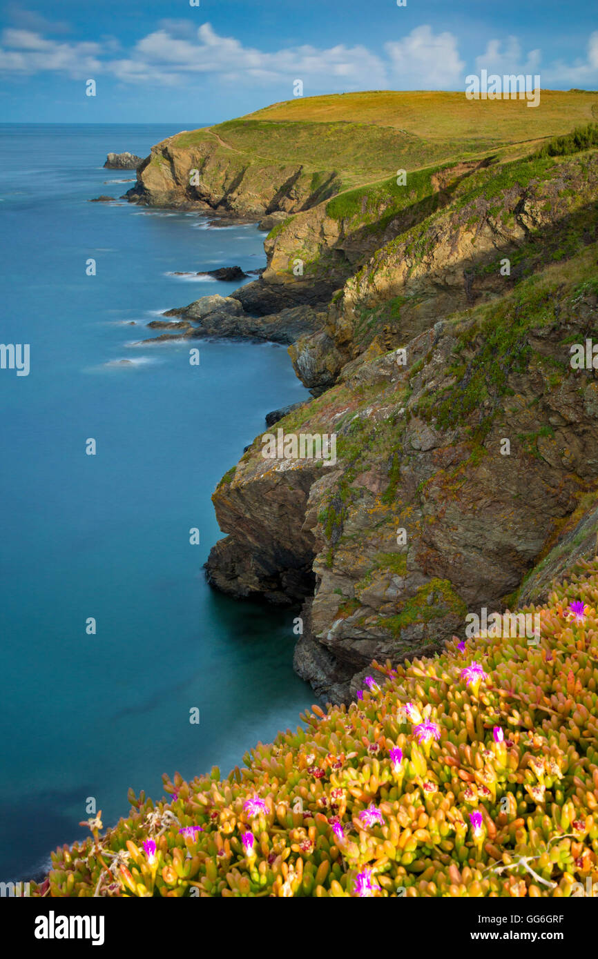 Coastline at Lizard Point, Cornwall, England, UK Stock Photo