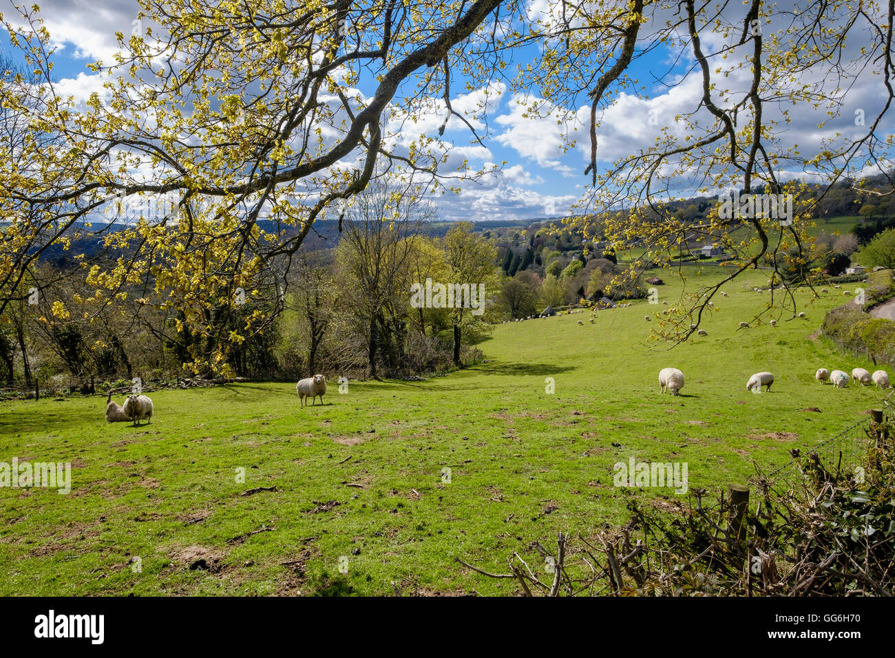 Hewelsfield near Brockweir in Wye Valley in spring. Engalnd UK. Trees in early leaf and sheep in field with blue sky and clouds. Stock Photo