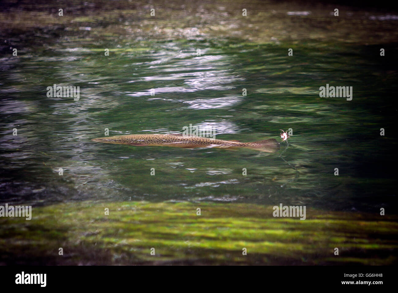 Trout swimming under fishing line and fly, River Test, Leckford Estate