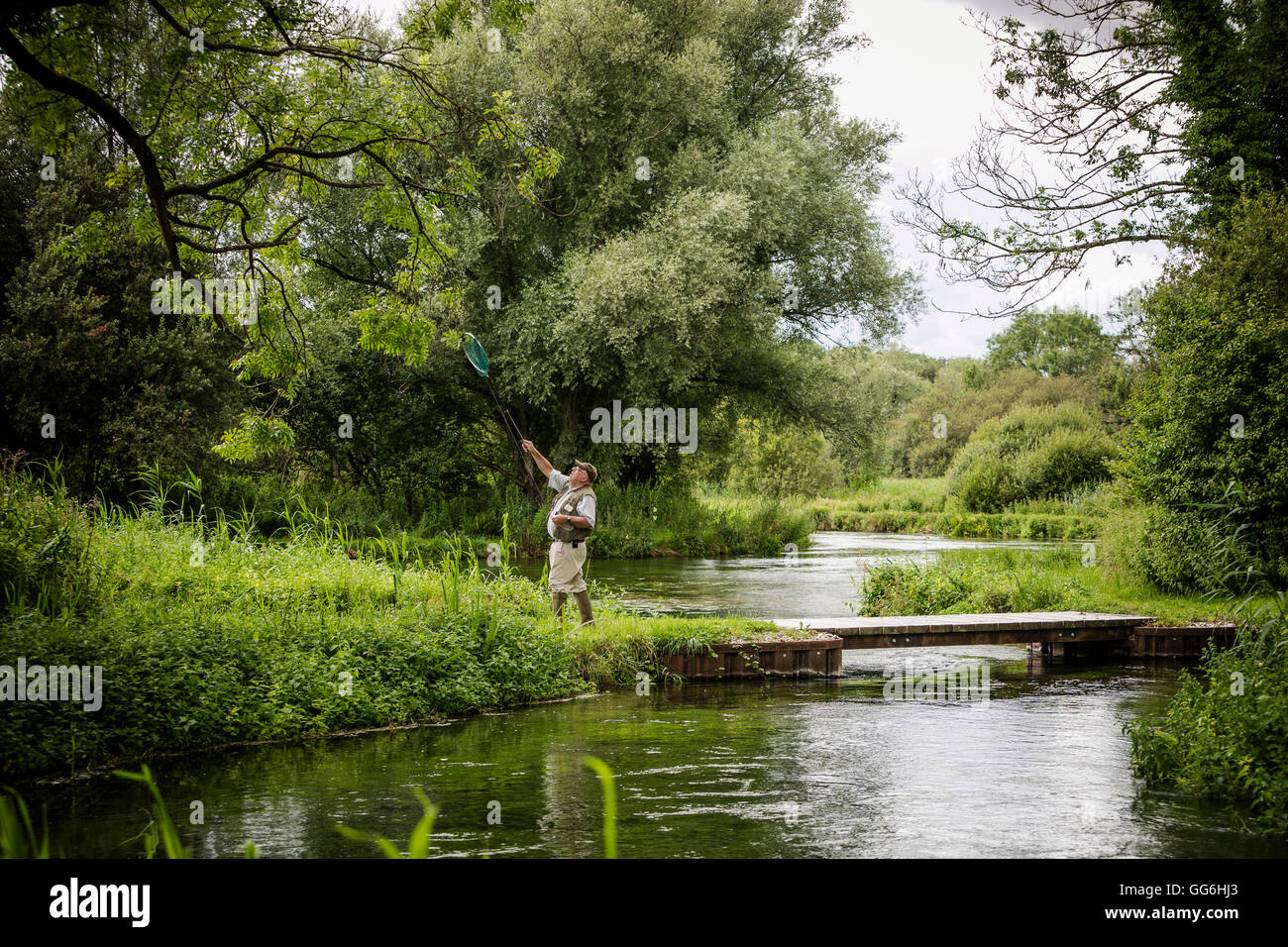 Fly fisherman retrieving hook and fly from tree, River Test, Leckford Estate, Hampshire, England, UK Stock Photo