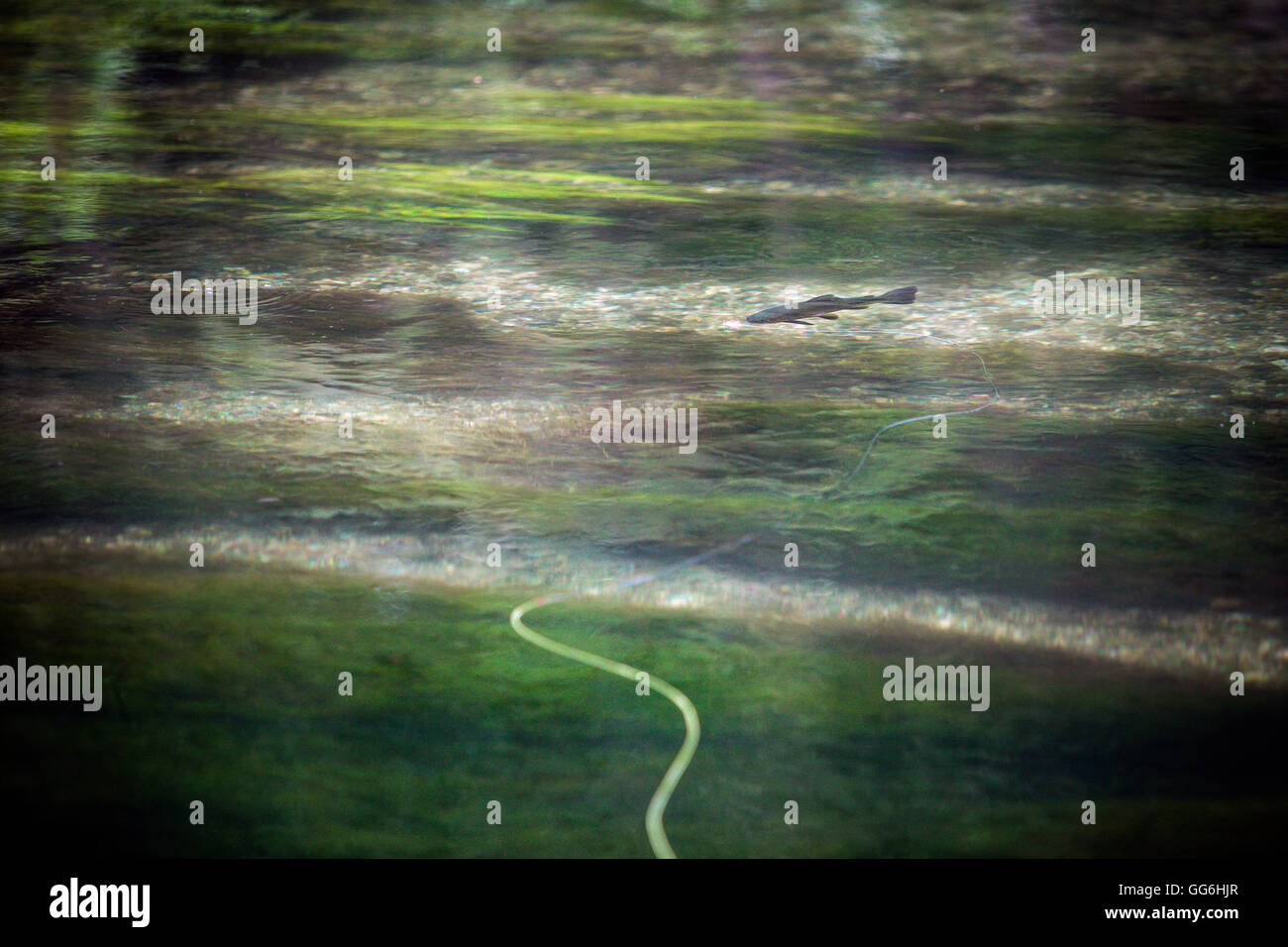 Trout swimming under fishing line and fly, River Test, Leckford Estate