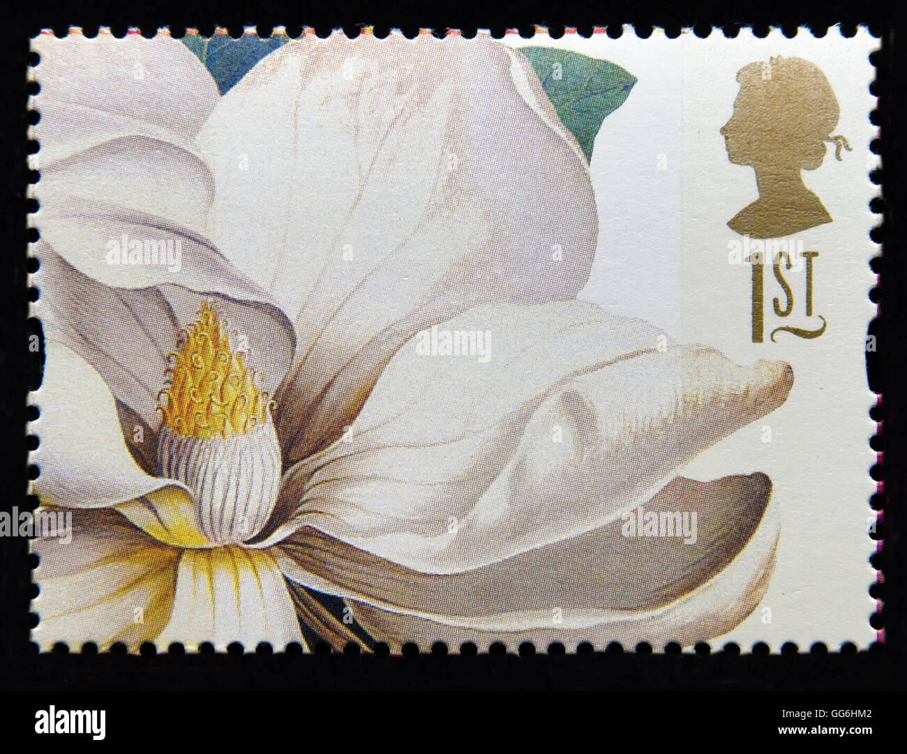 Postage stamp. Great Britain. Queen Elizabeth II. 1997. Greetings Stamps.  19th.Century Flower Paintings. Magnolia grandiflora Stock Photo - Alamy