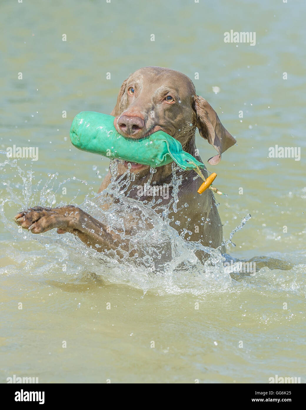 A Weimaraner dog swimming playing and splashing in water on a summers day with a training dummy Stock Photo