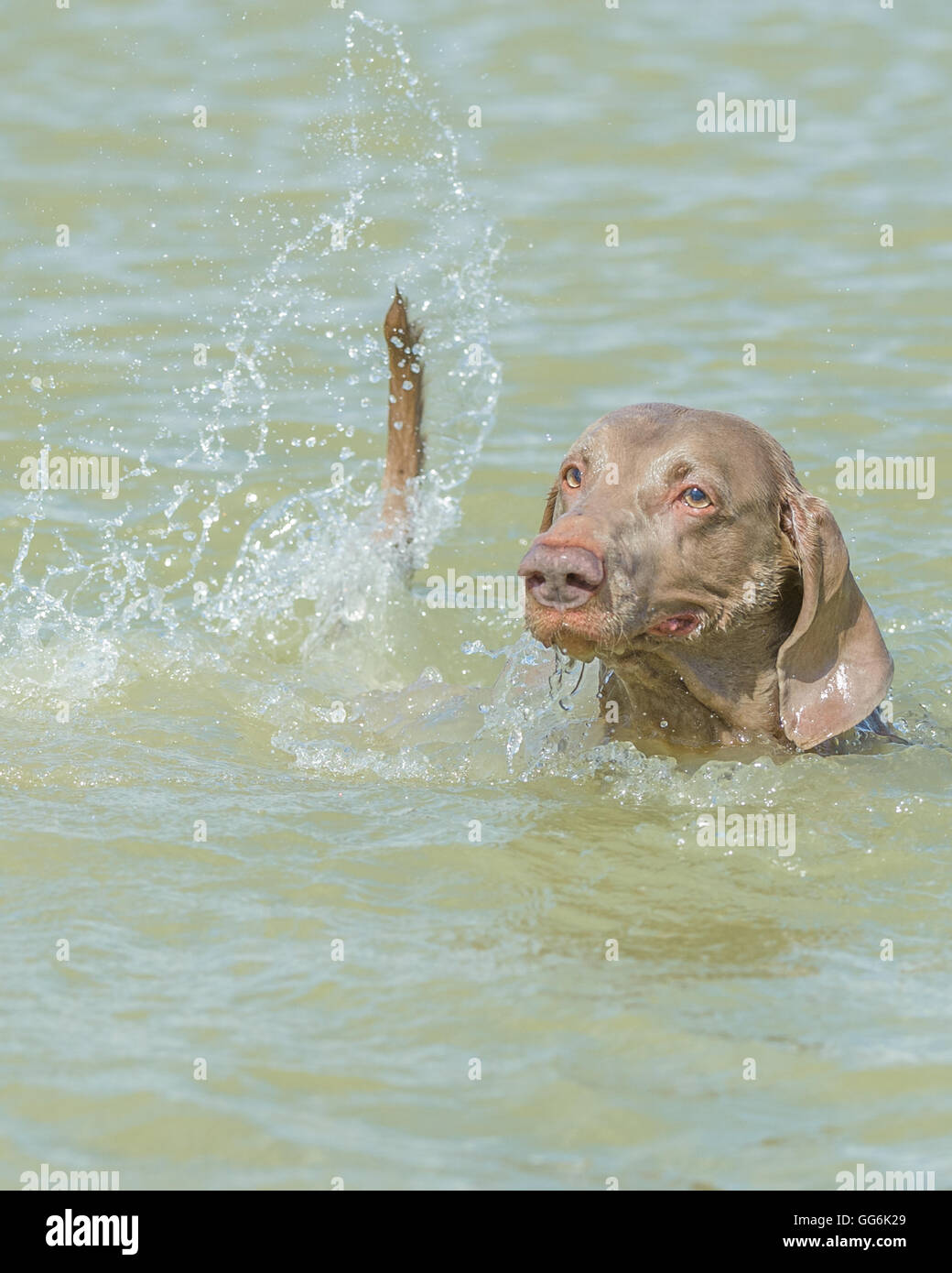 A Weimaraner dog swimming playing and splashing in water on a summers day Stock Photo