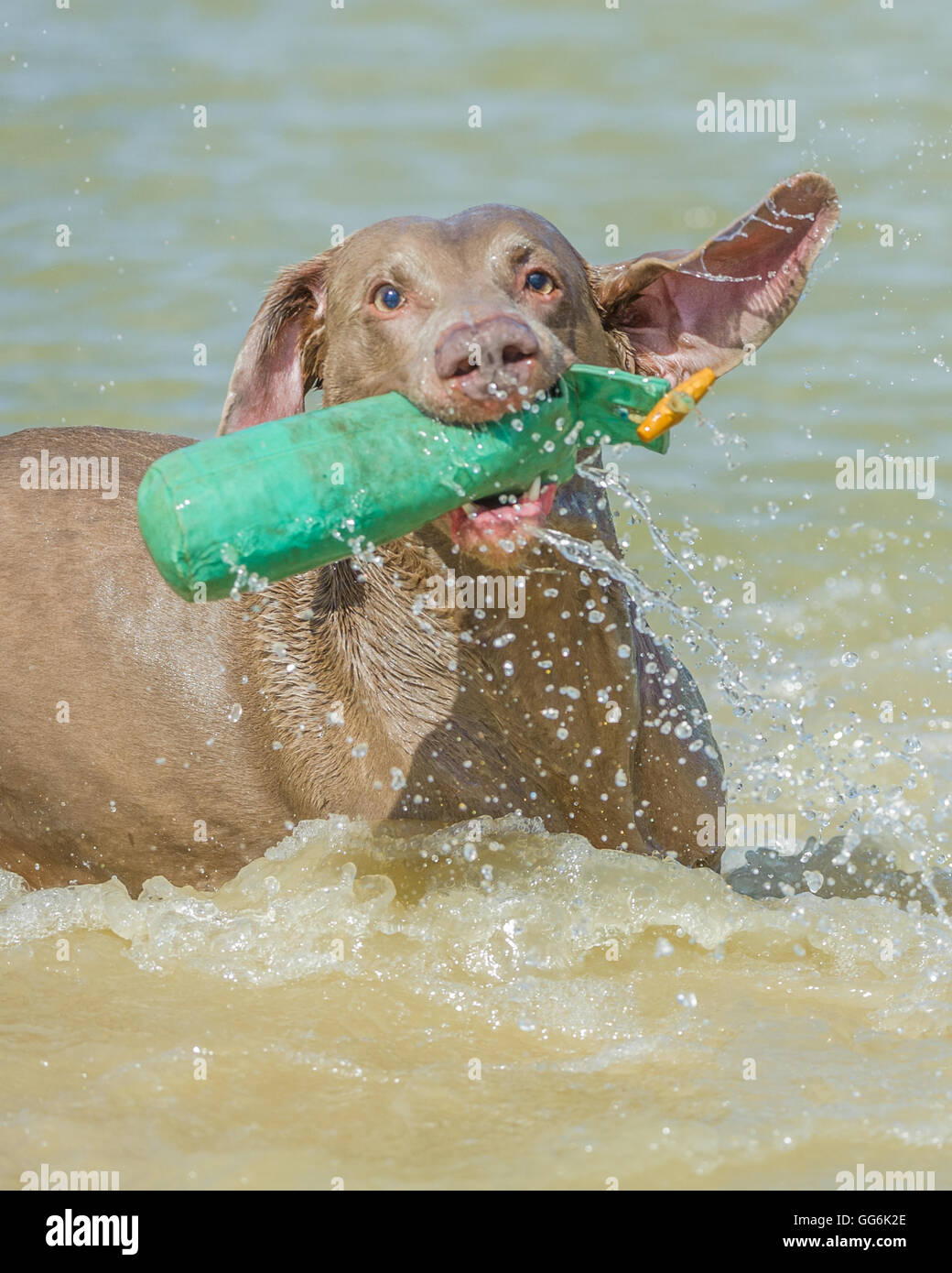 A Weimaraner dog swimming playing and splashing in water on a summers day with a training dummy Stock Photo