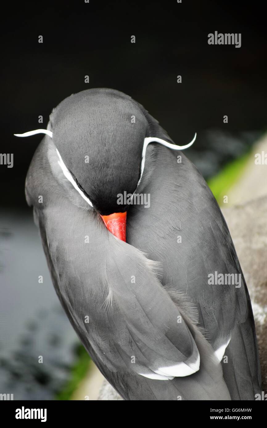 A sleeping Inca Tern (Larosterna inca) at the Oceanarium in Bournemouth, UK Stock Photo