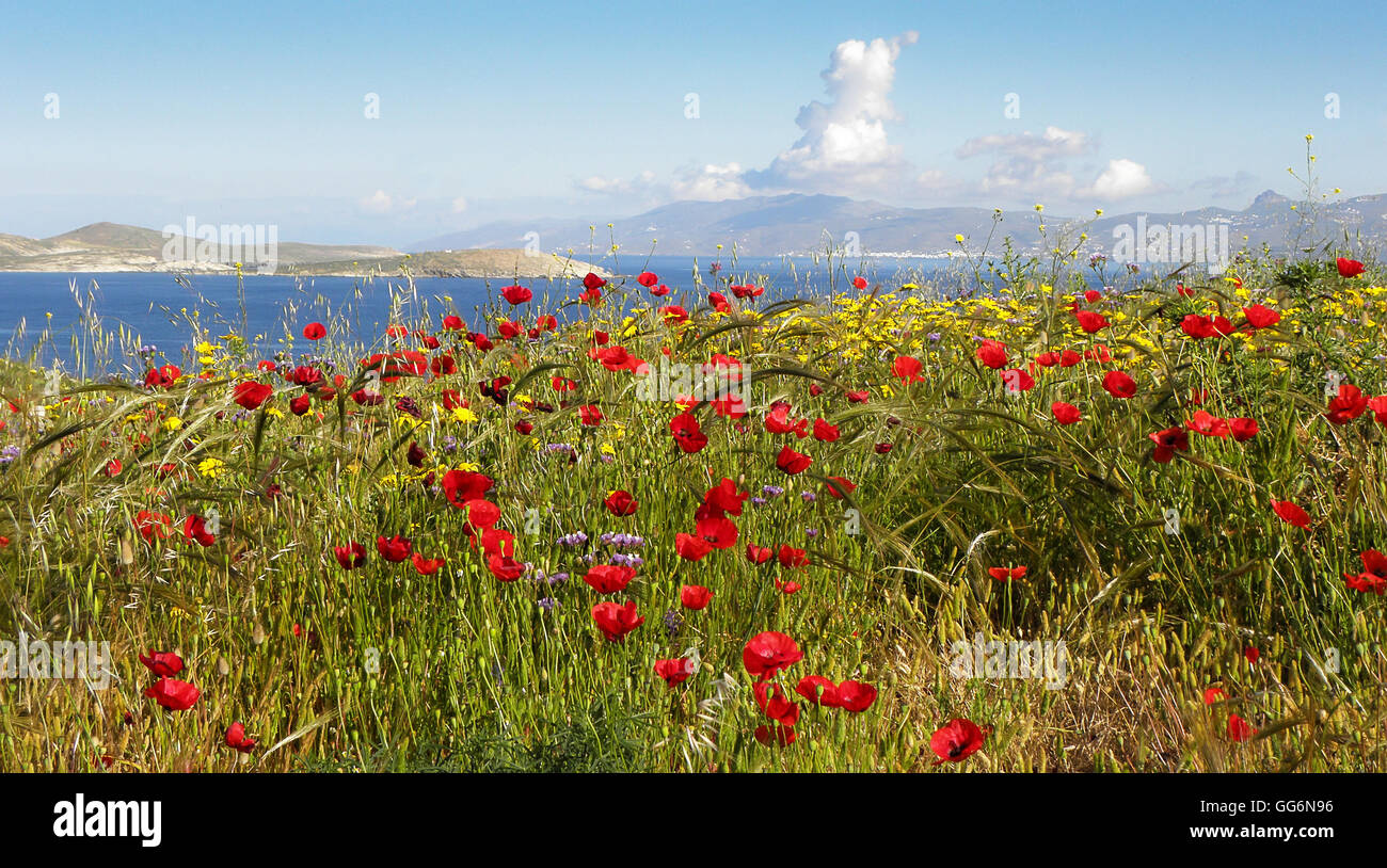 Red blooming poppy cover the hillside in Delos, Greece. Stock Photo