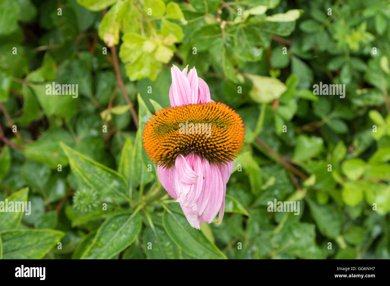 Example of genetic mutation resulting in conjoined flowers or fasciation in an Echinacea Purpurea (Purple Coneflower) flower Stock Photo