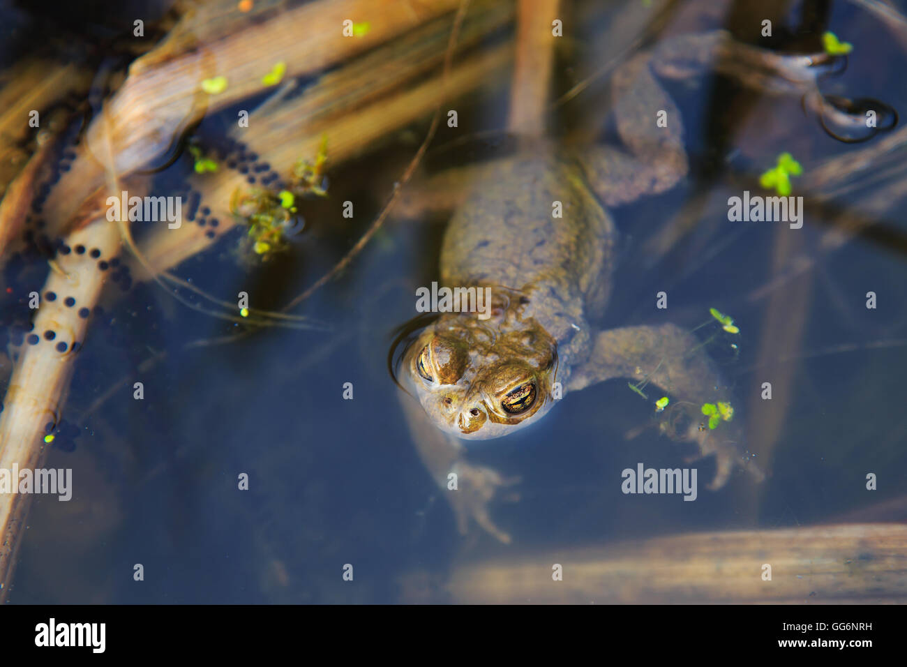 Frog protecting his spawn Stock Photo