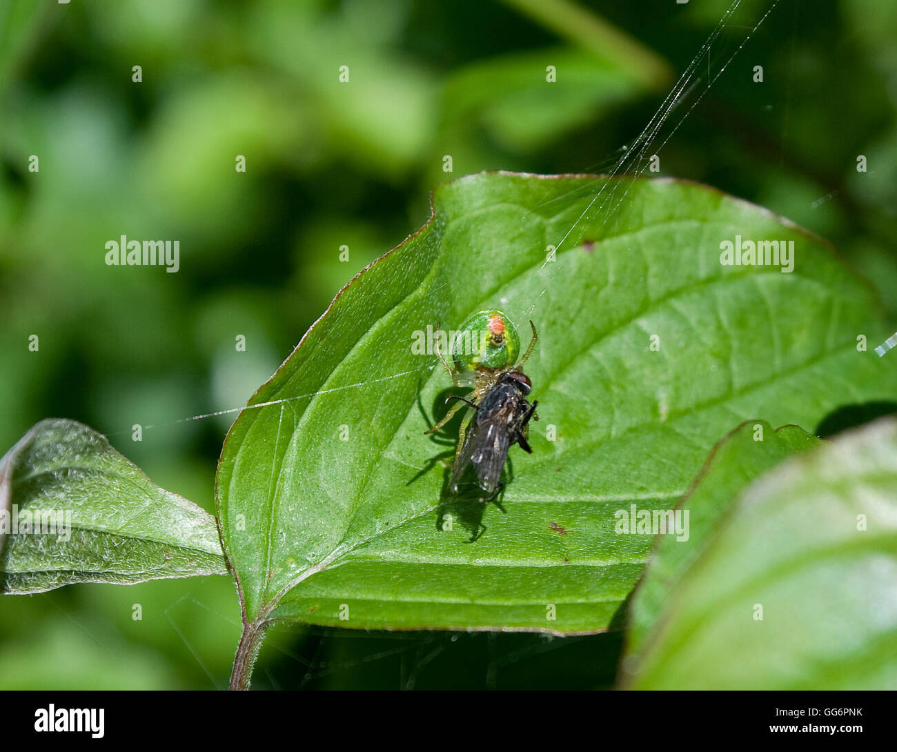 Crab Spider with prey Stock Photo Alamy