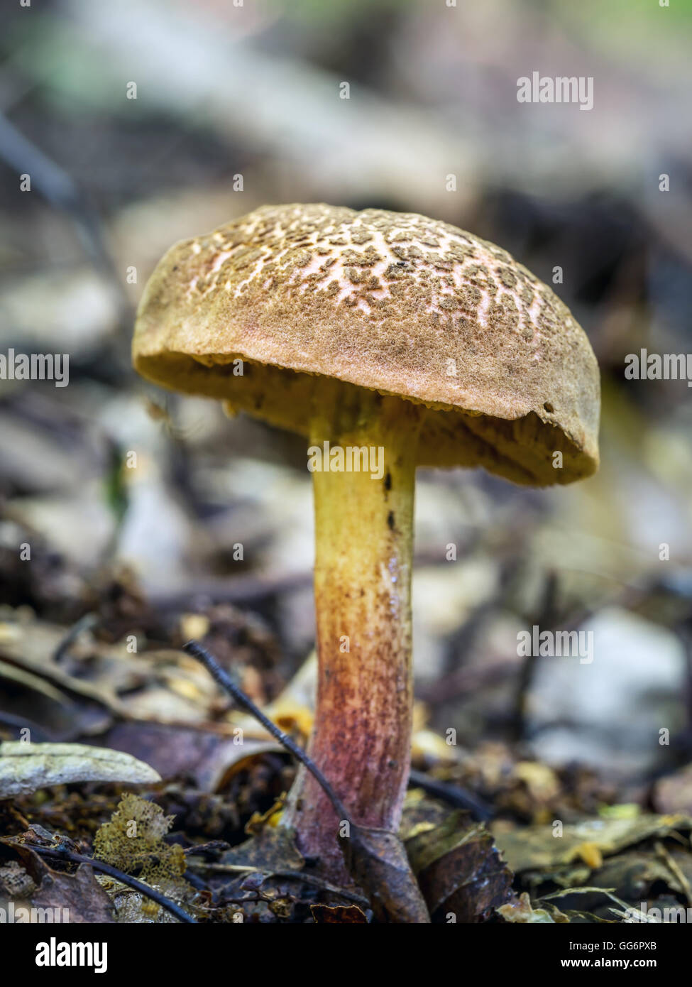 Bay boletus mushroom growing in the forest Stock Photo
