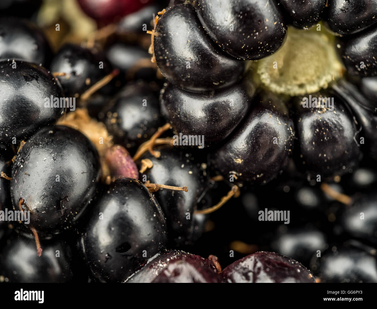 Closeup shot of fresh and juicy blackberries Stock Photo