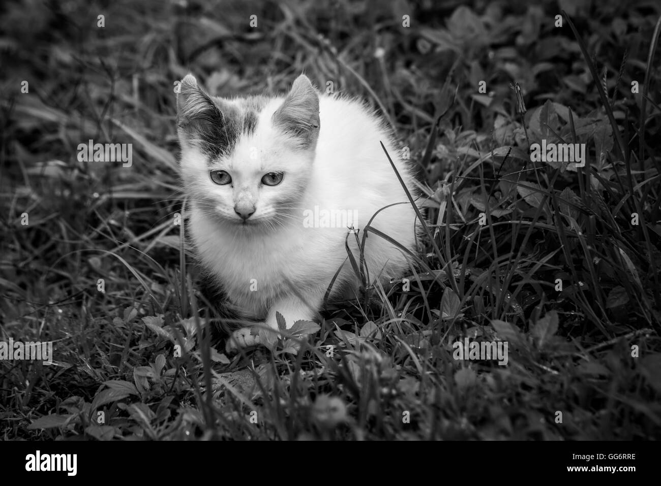 little white cat with black spot on the grass in monochrome image Stock Photo Alamy