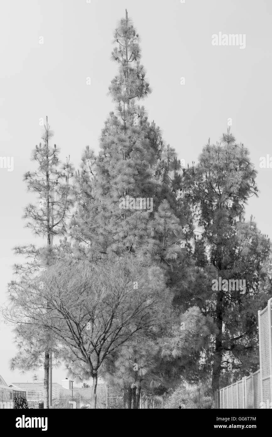 Trees at a Southern California Park Stock Photo