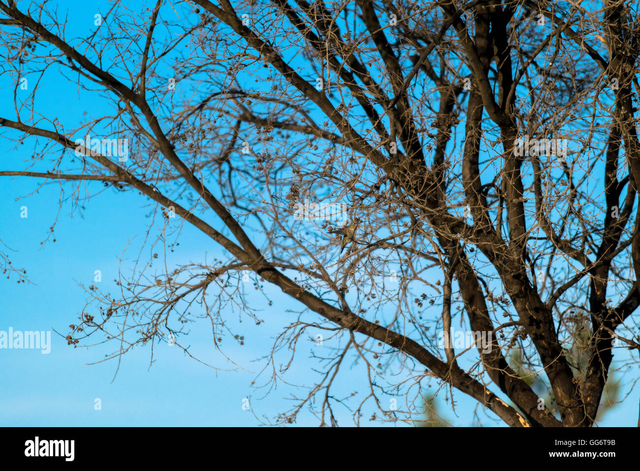 American elm trees hires stock photography and images Alamy