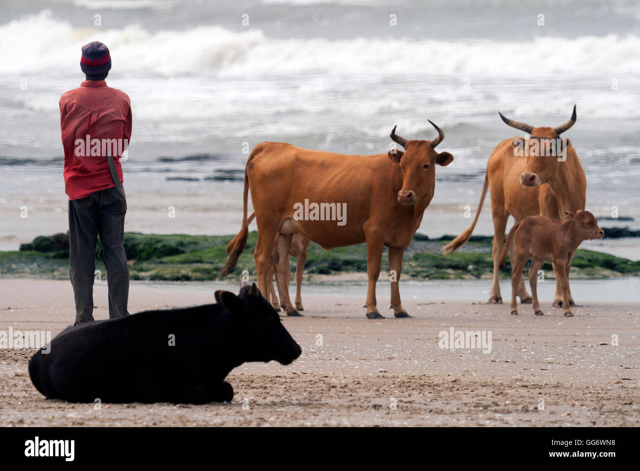 cows on one of the beaches of Boukote Ouolof, Casamance, Senegal Stock Photo