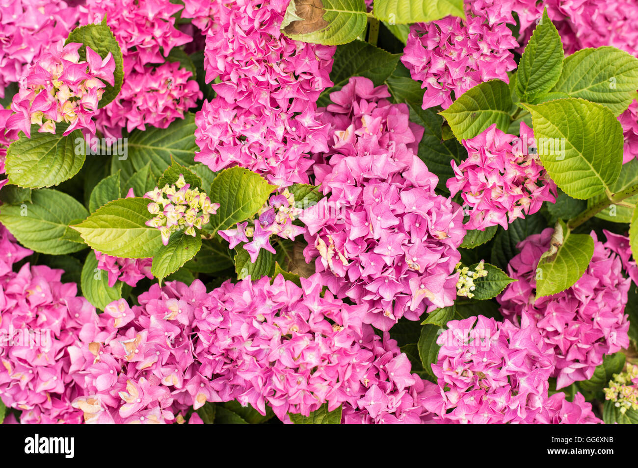 Pink hydrangea shrub hi-res stock photography and images - Alamy