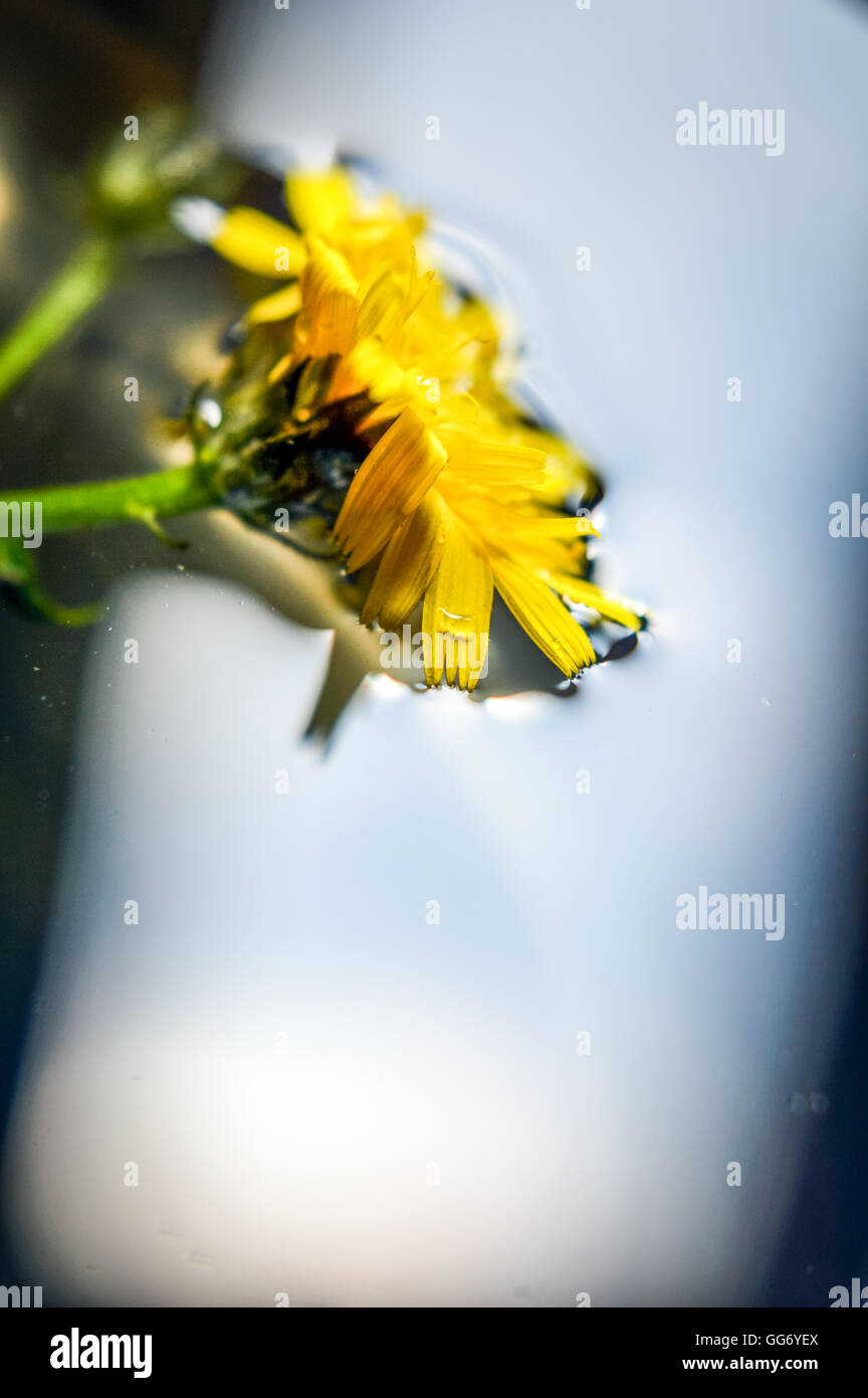 hawkweed flower drowning in water Stock Photo Alamy