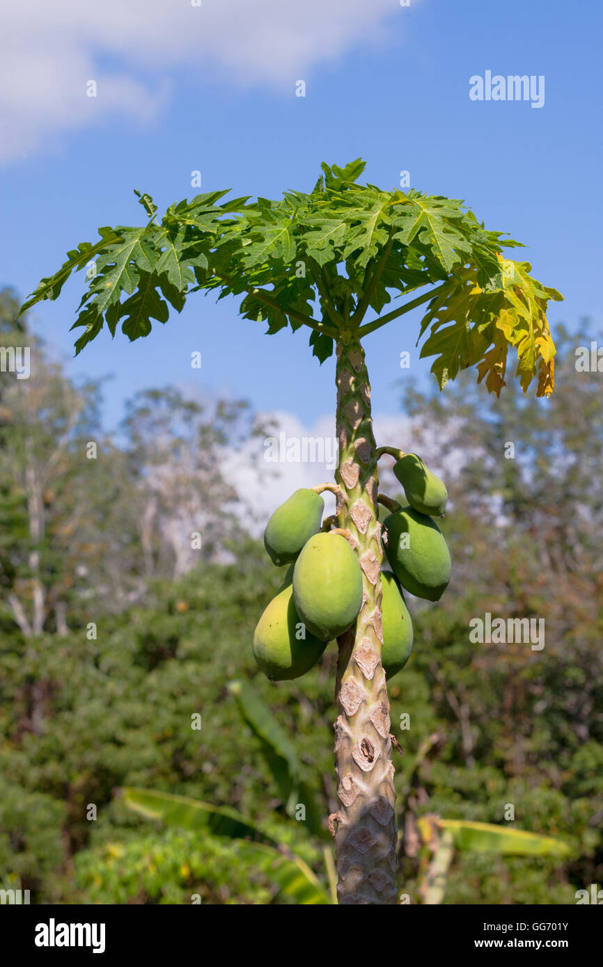 Papaya fruit hanging on the tree. Carica papaya, sometimes called pawpaw Stock Photo