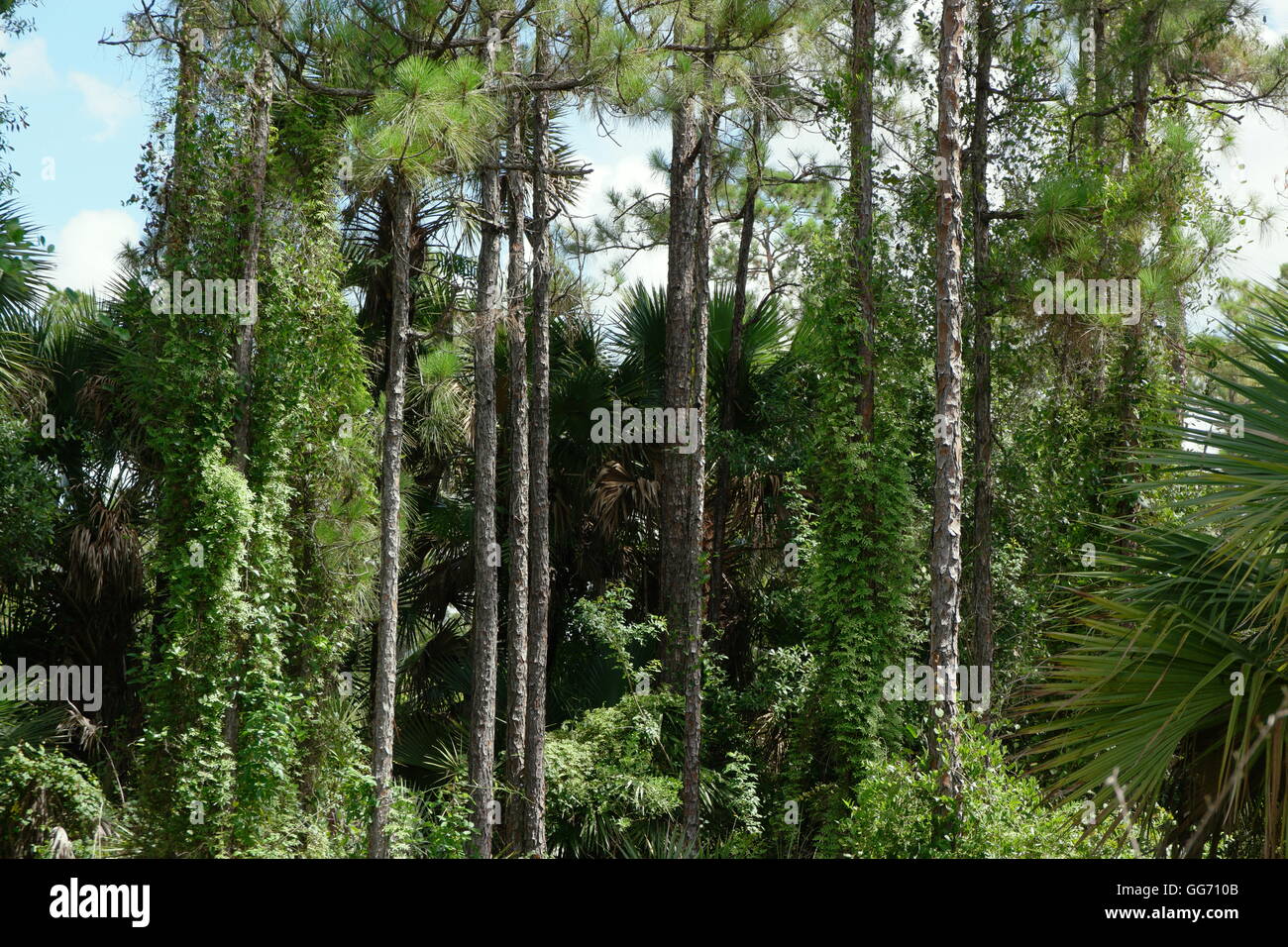 Beautiful green forest. Stock Photo