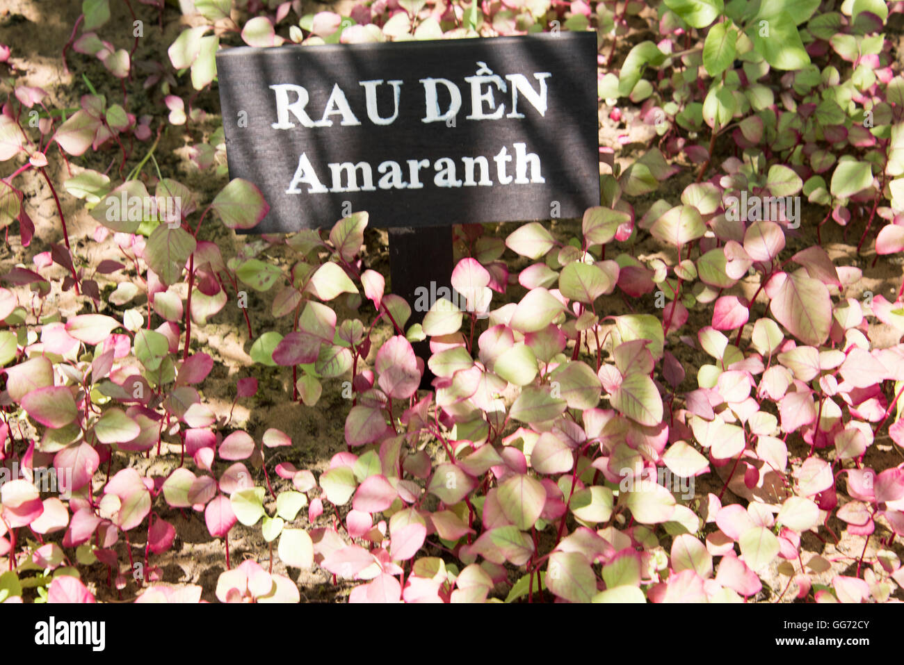 Amaranth seedlings growing in a kitchen garden in Vietnam. Local name
