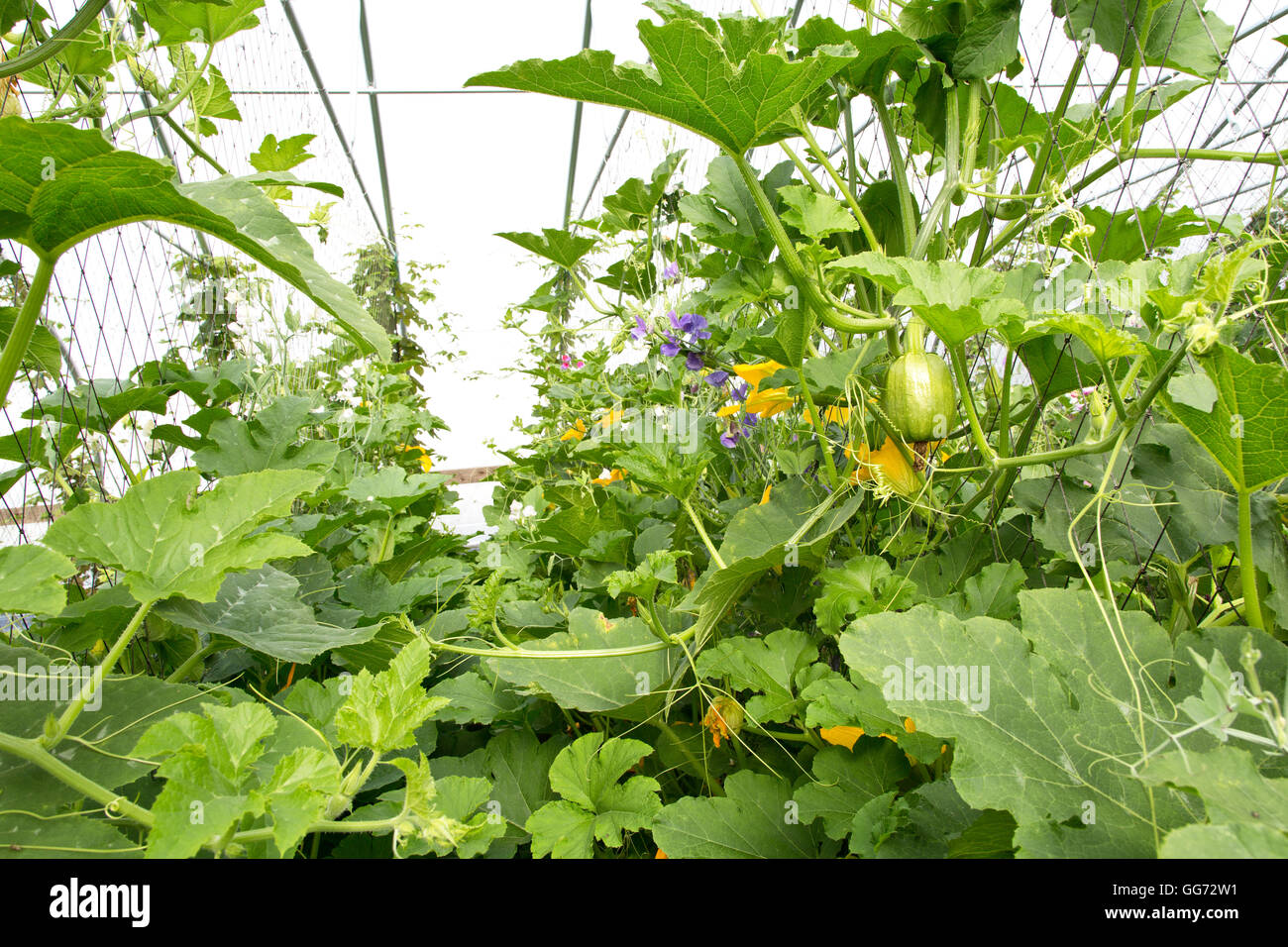 Spaghetti Squash growing,  flowering  in tunnel, hop plants in the background. Stock Photo
