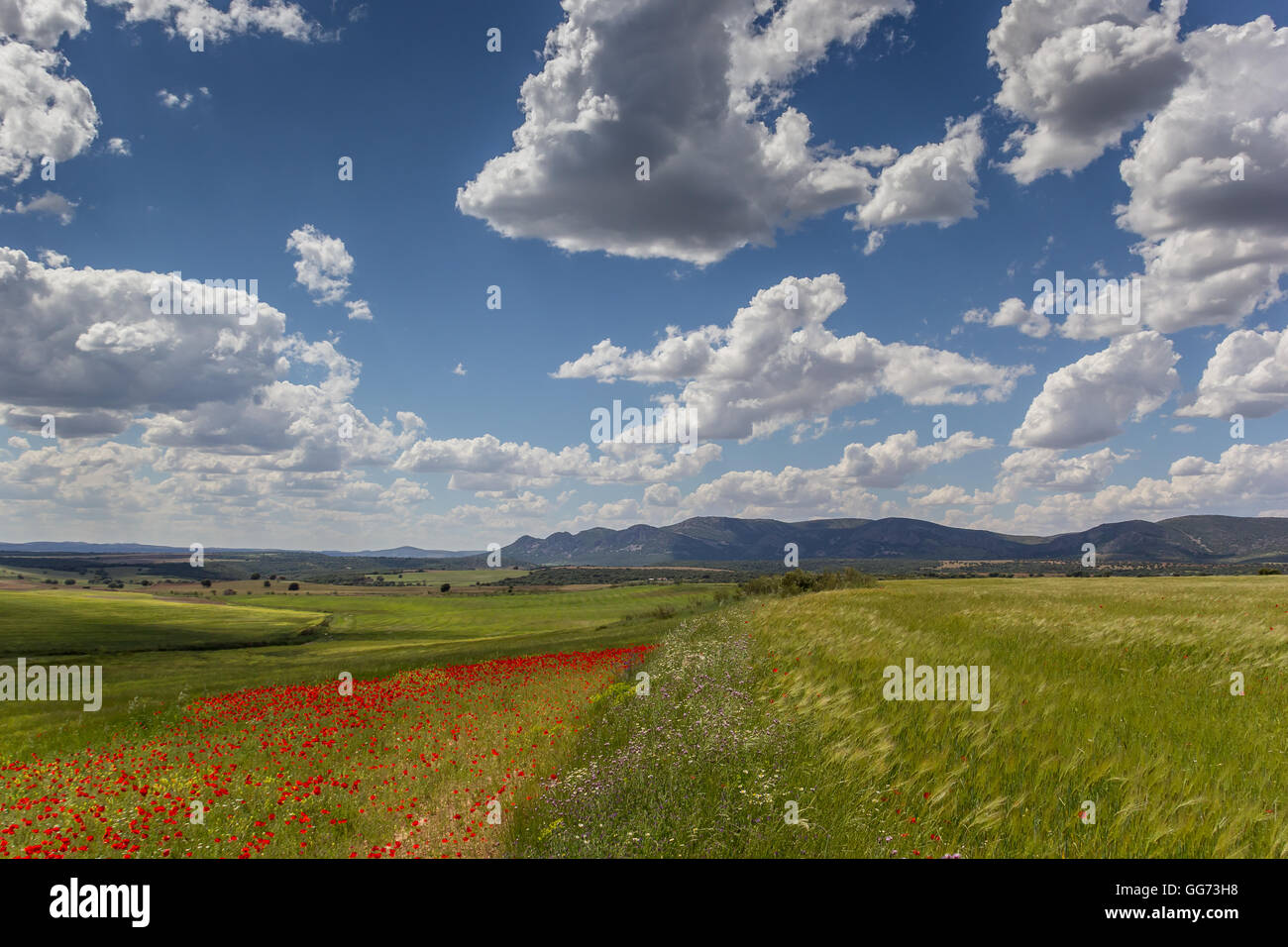 Red poppies and wheat field in Andalusia, Spain Stock Photo Alamy