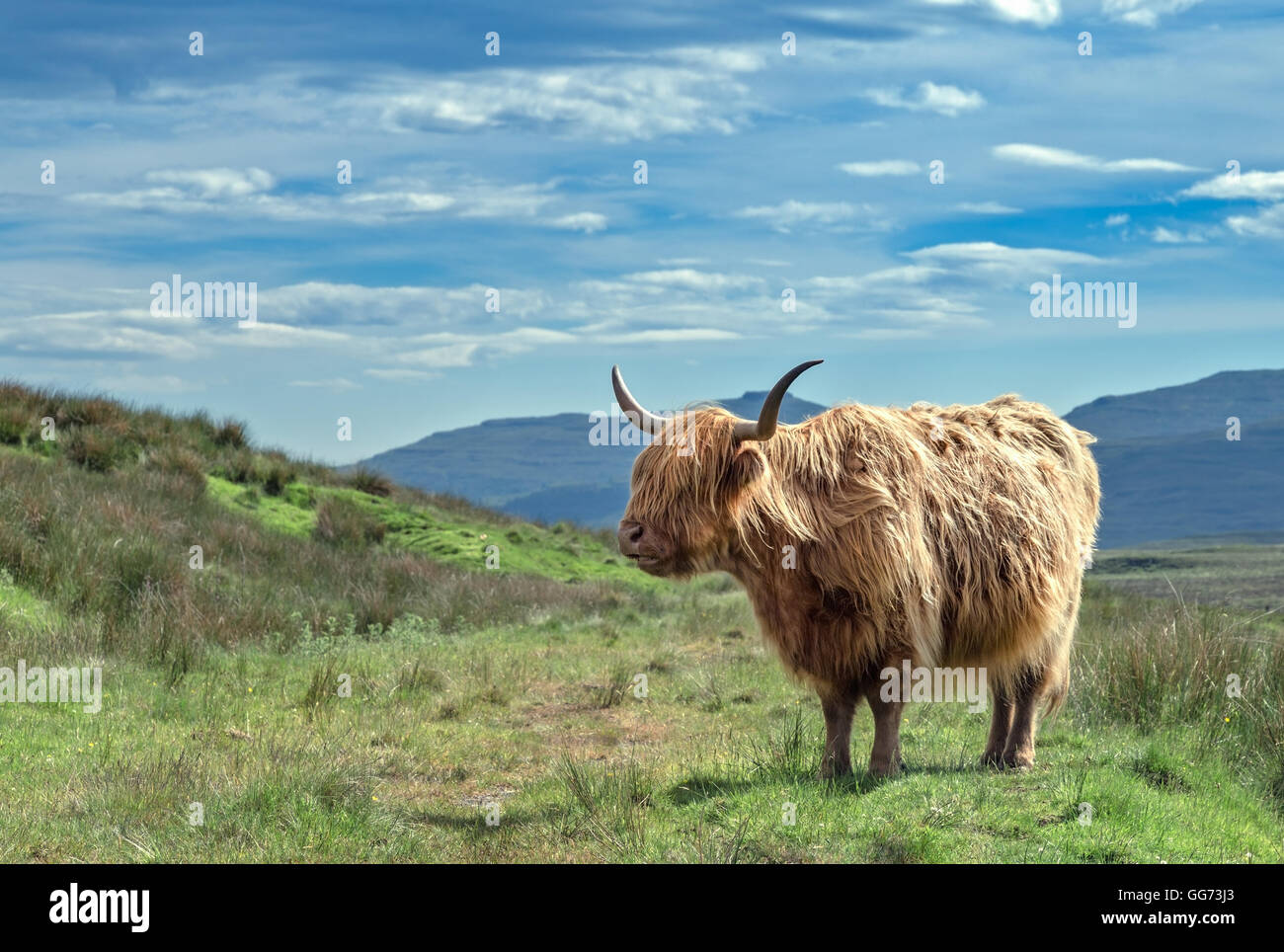 Scottish Hairy Cattle on Highland Landscape Stock Photo - Alamy