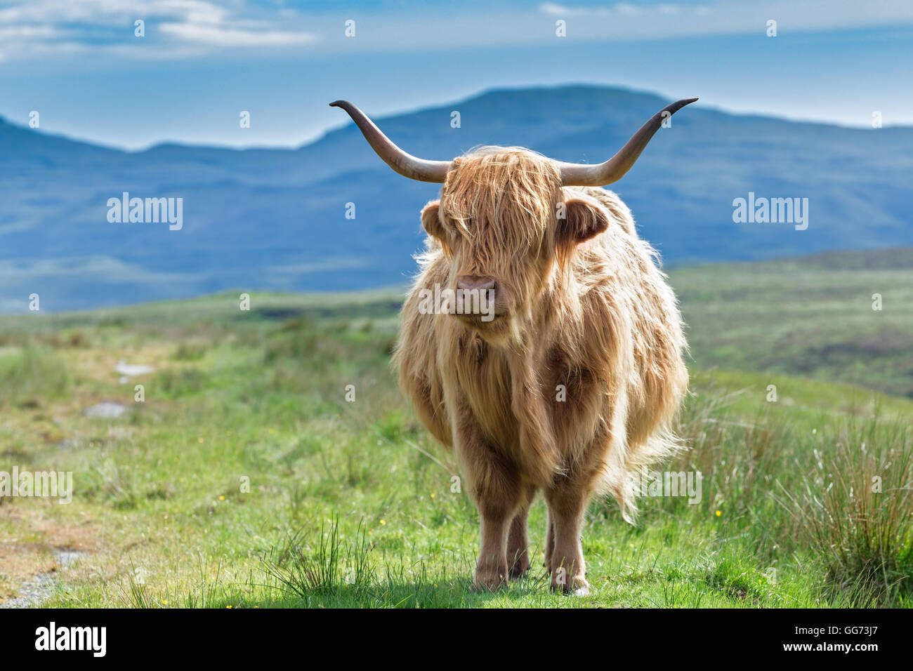 Scottish Highland Cow on Blurry Mountain Background Stock Photo - Alamy