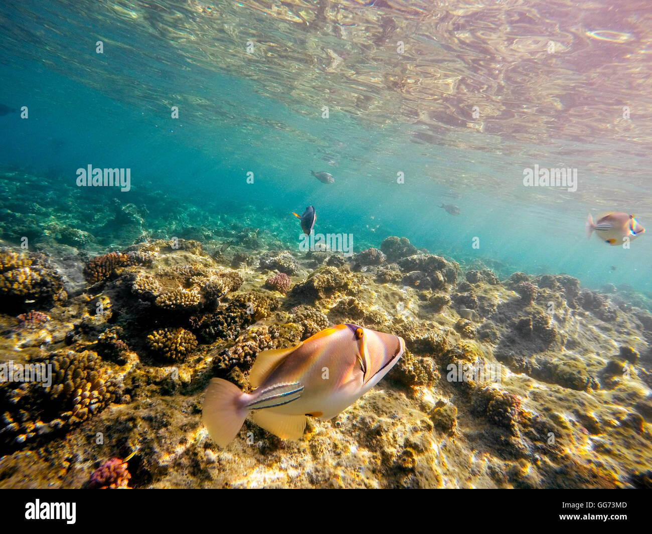 Blue triggerfish close up hi-res stock photography and images - Alamy
