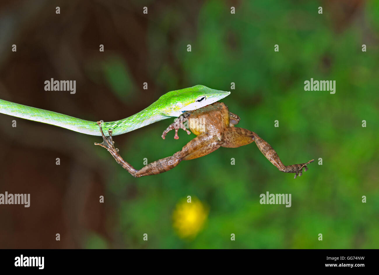 The image of Green Whip Snake( Hierophis viridiflavus) with frog Kill at matheran, Mumbai, India Stock Photo