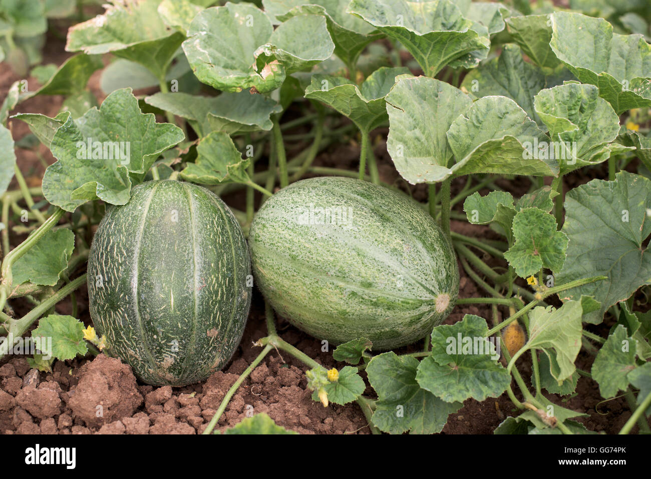 Two melons hires stock photography and images Alamy