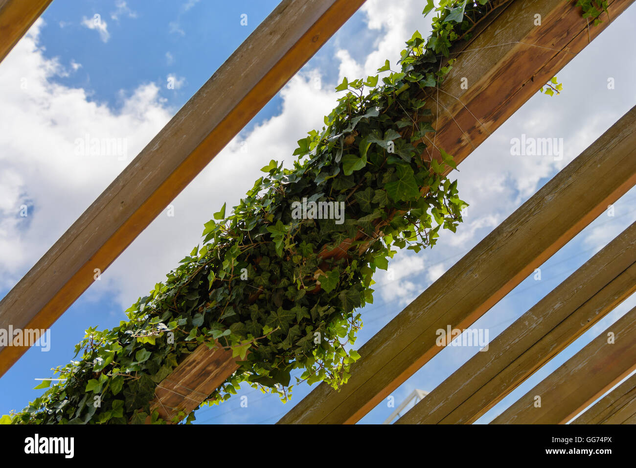 Ivy climbs the sloping wooden beams on the background of blue sky Stock Photo