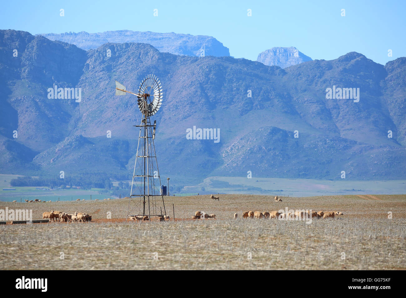 Windmill at dam with Merino's quenching their thirst near Piketberg in Swartland, Western Cape, South Africa Stock Photo