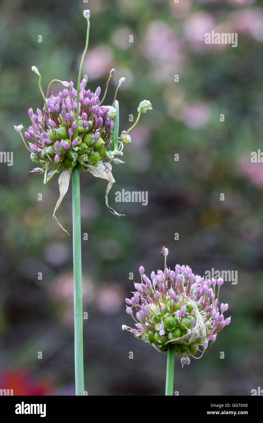 Flower heads of the odd form of the UK native wild leek, Allium ampeloprasum var. babingtonii Stock Photo