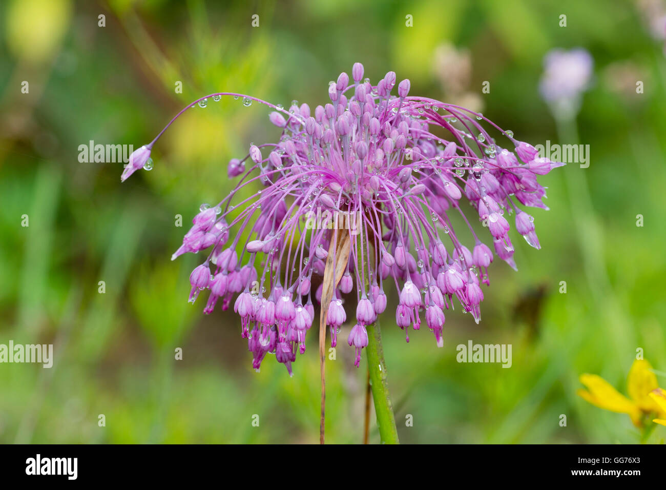 Spidery flower heads of the late Summer to Autumn flowering ornamental onion. Allium carinatum ssp. pulchellum Stock Photo