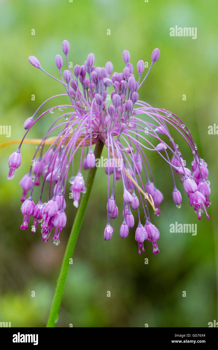 Spidery flower heads of the late Summer to Autumn flowering ornamental onion. Allium carinatum ssp. pulchellum Stock Photo