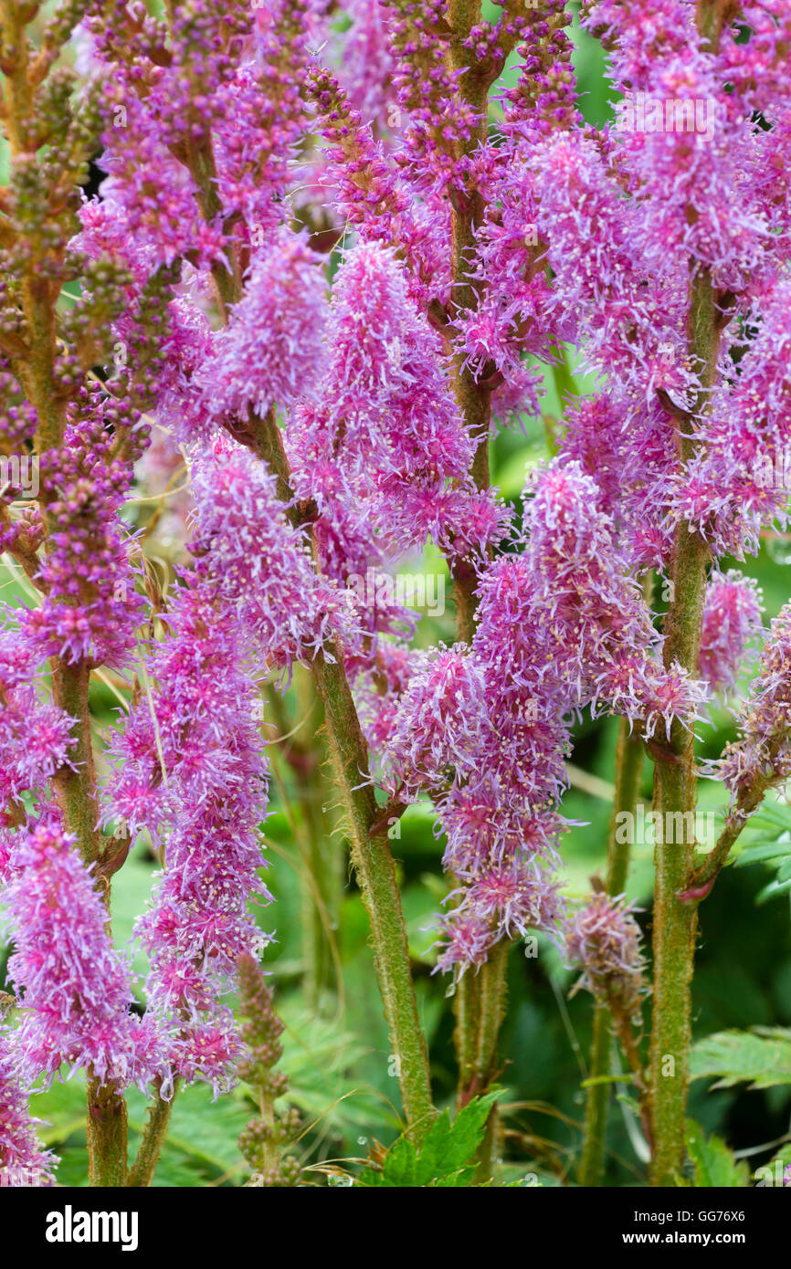 Feathery pink flowers of the moisture loving hardy perennial, Astilbe chinensis var. pumila Stock Photo