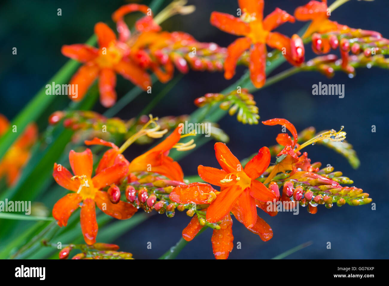 Red orange flowers of the hardy, August flowering corm, Crocosmia 'Zeal Tan' Stock Photo