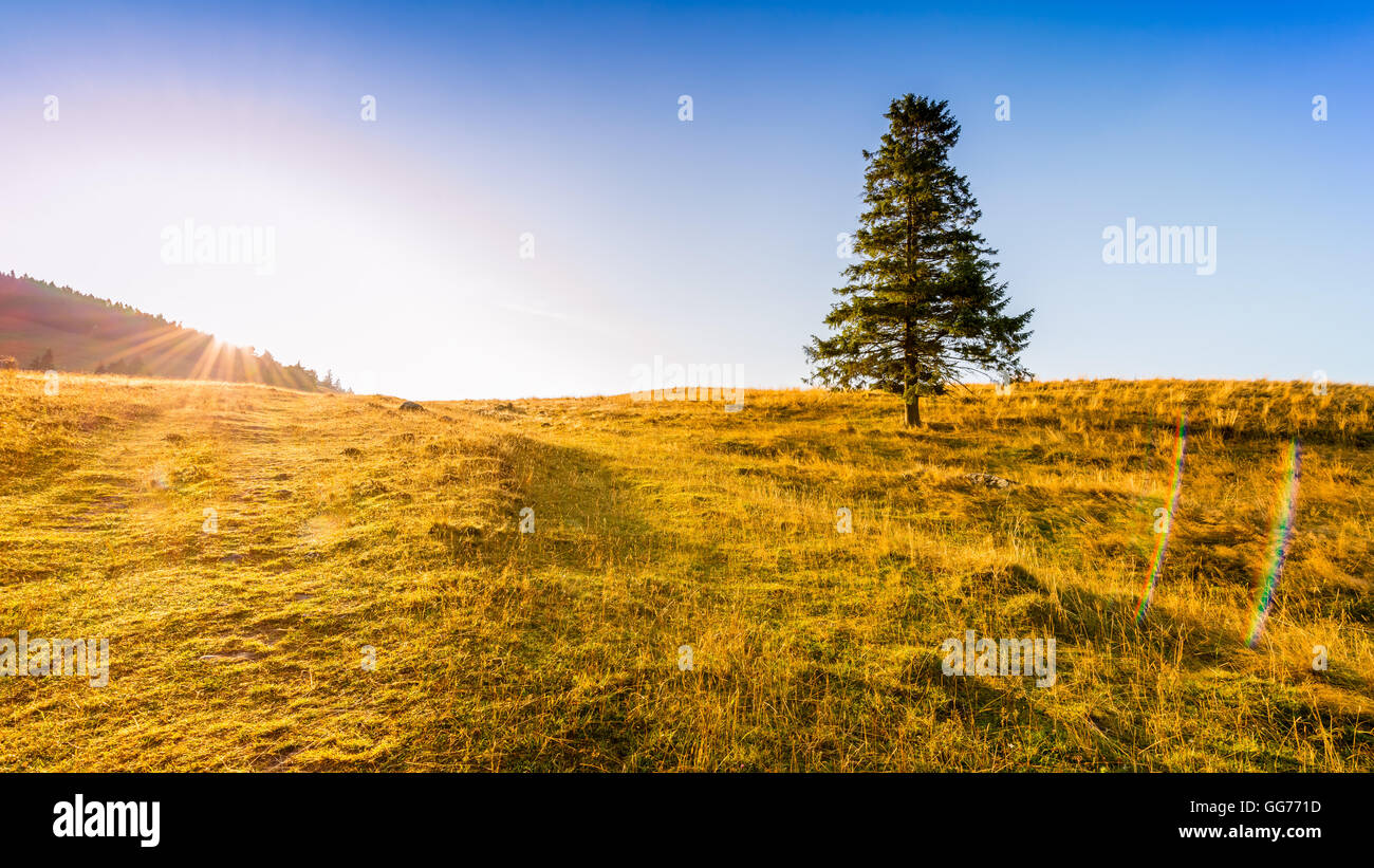Sunrise in mountains - tree standing alone on the meadow under a blue ...