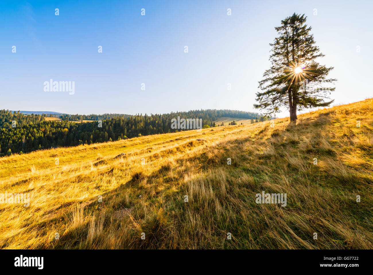 Sunrise in mountains - tree standing alone on the meadow under a blue ...