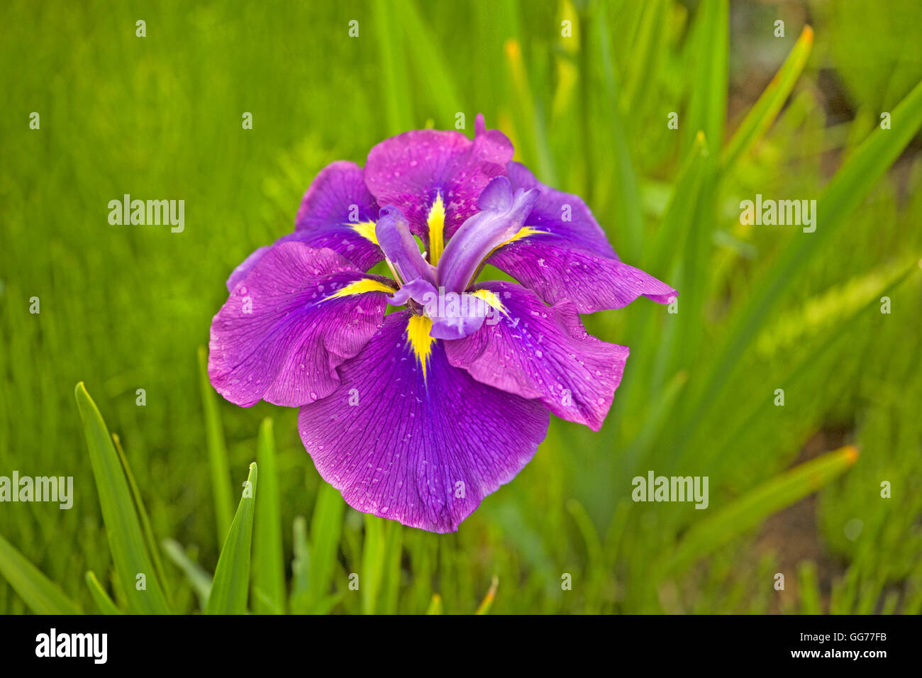 Japanese Iris (Iris ensata) or hanashobu, growing in a Pacific Northwest garden. Stock Photo