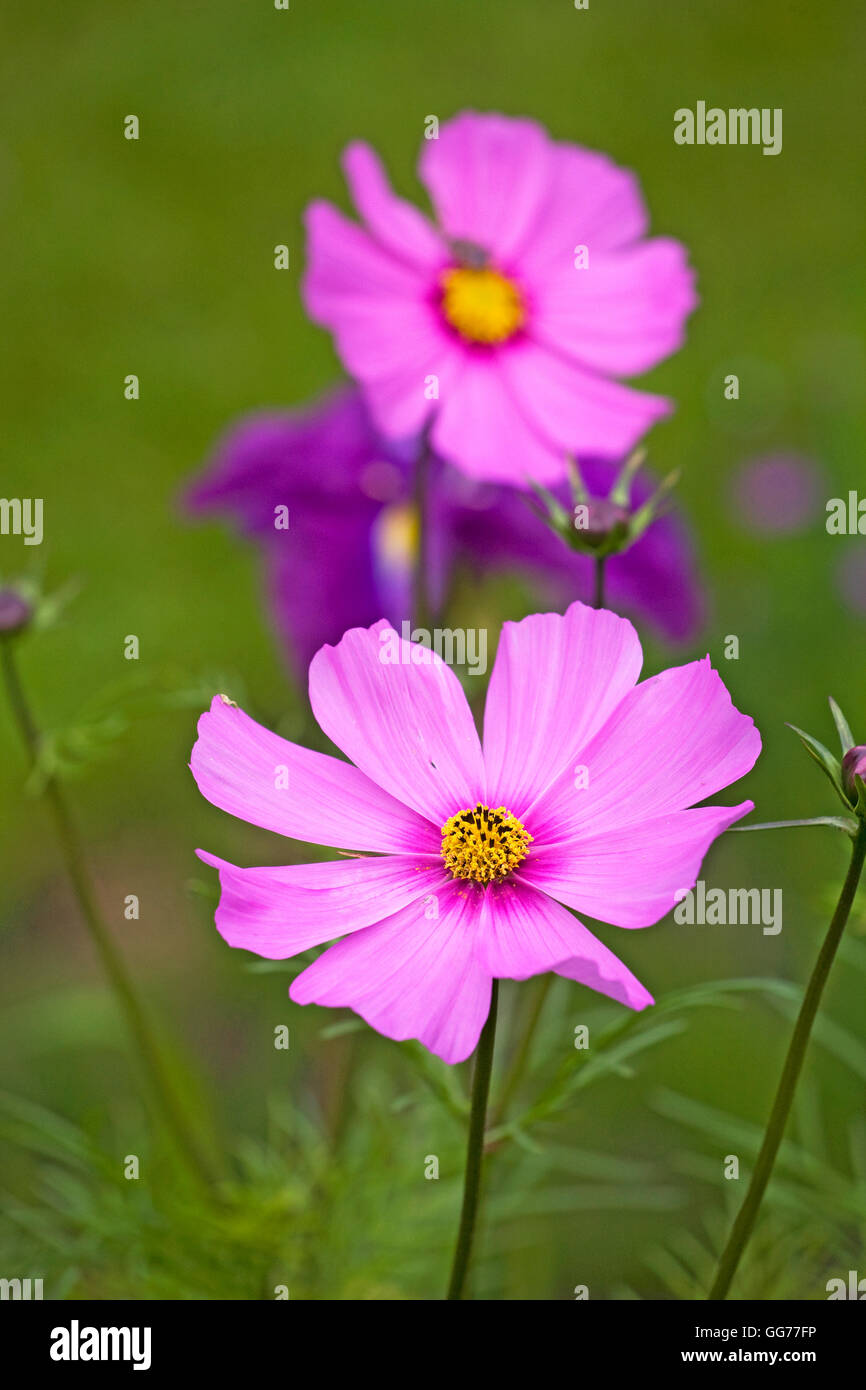 Cosmos, a lovely flower, Cosmos bipinnatus, native to Mexico and a member of the sunflower family. Stock Photo