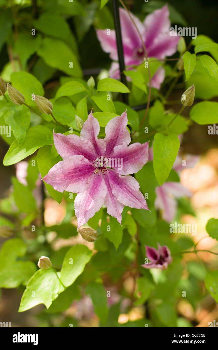 Pink clematis climbing up a frame Stock Photo