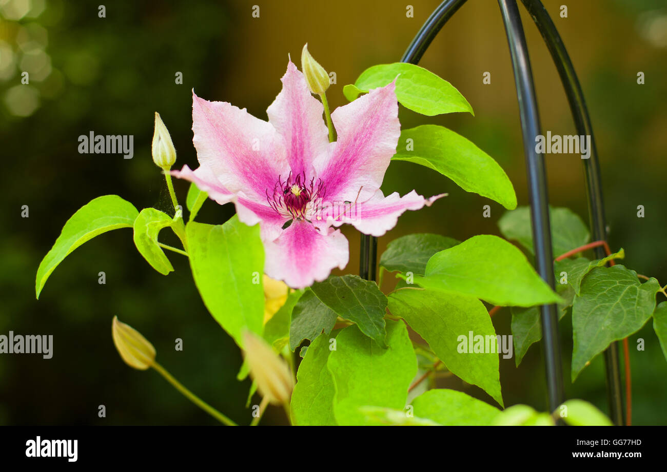 Pink clematis climbing up a frame Stock Photo Alamy