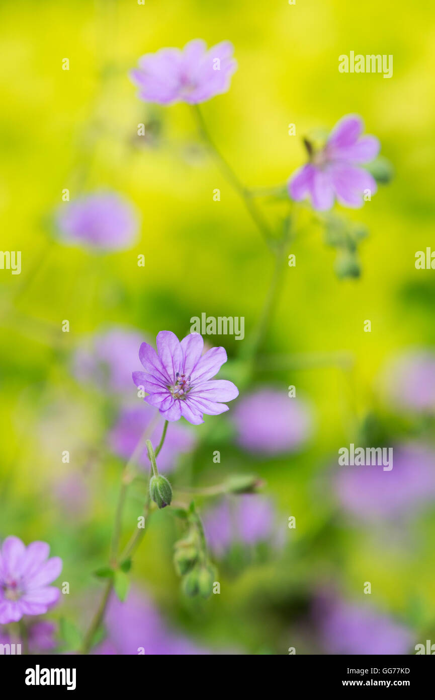 Geranium molle. Dove's foot Crane's bill / Dovesfoot Geranium flower in a garden border. Stock Photo