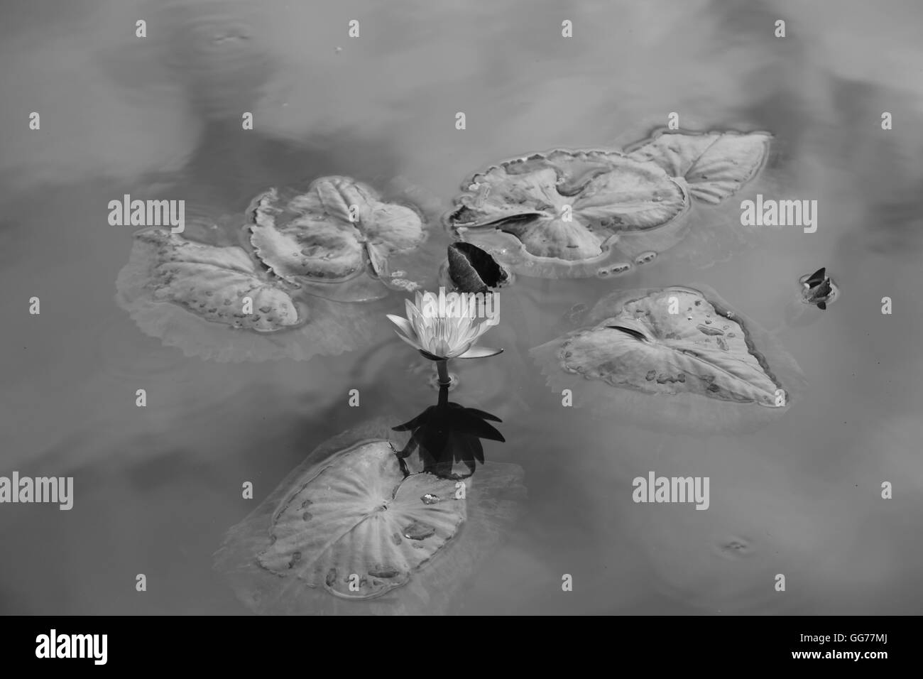 WATER LILY IN BLOOM Stock Photo Alamy