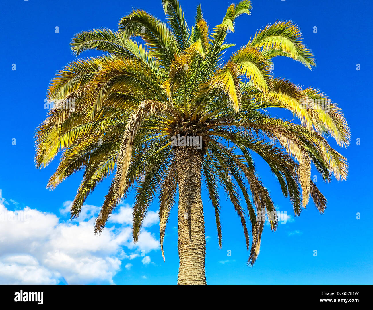 Green palm tree hi-res stock photography and images - Alamy